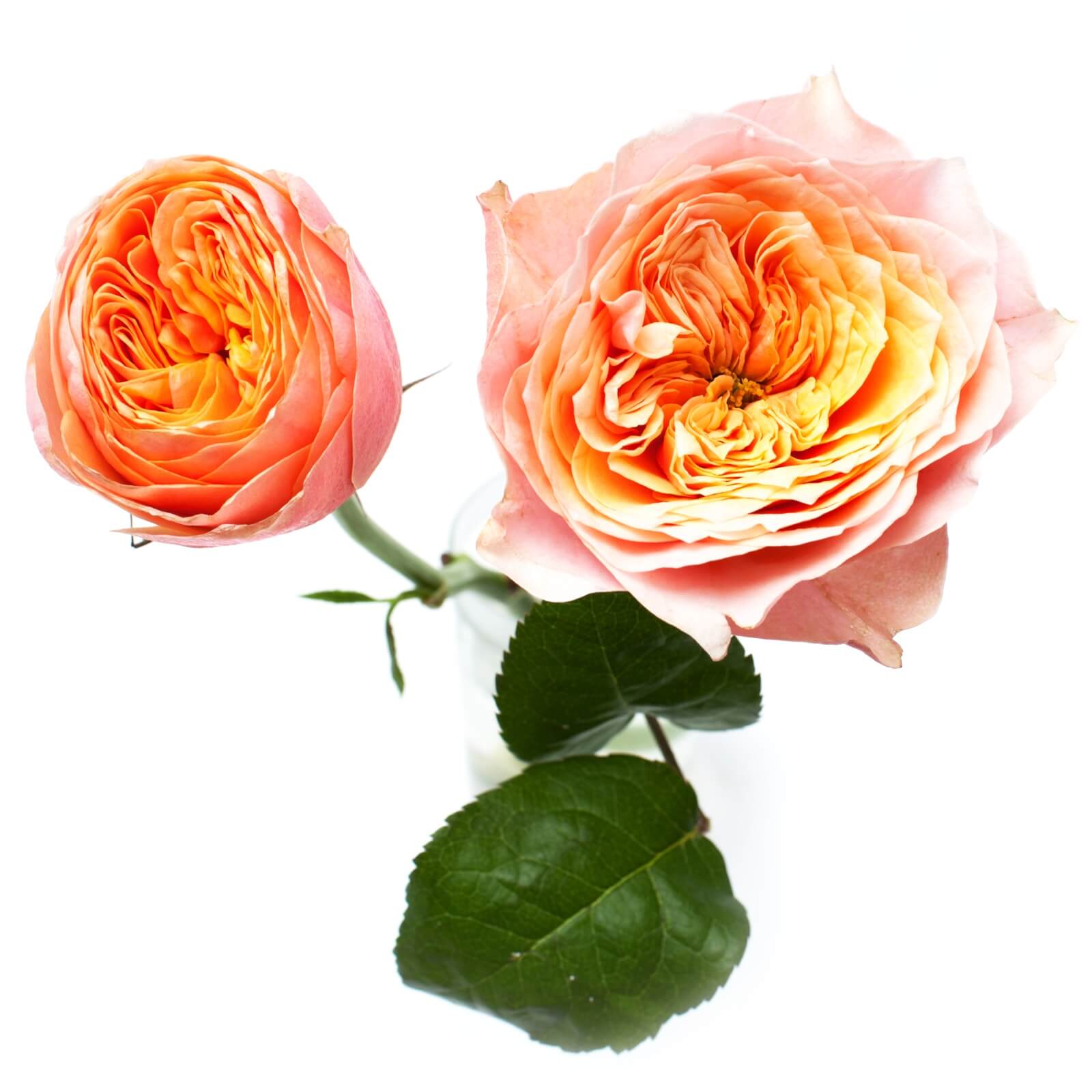 Вувузела роза описание сорта фото