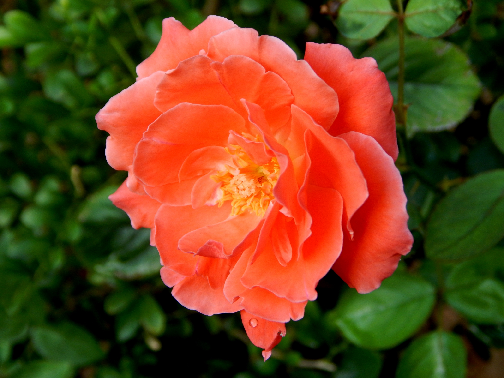 Роза Плетистая Оранжевая