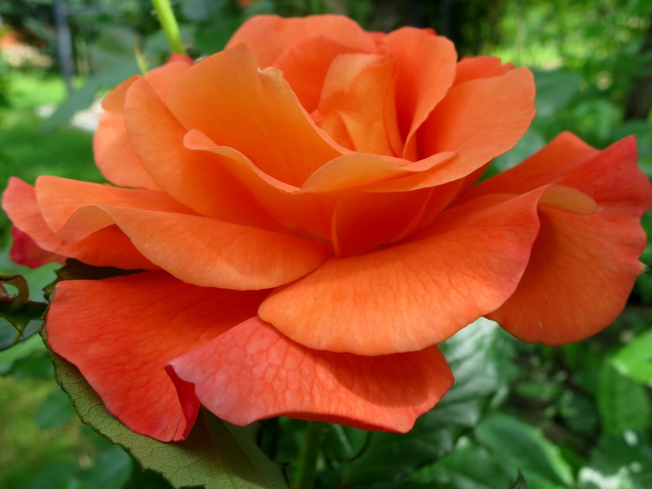 Роза Парковая Westerland