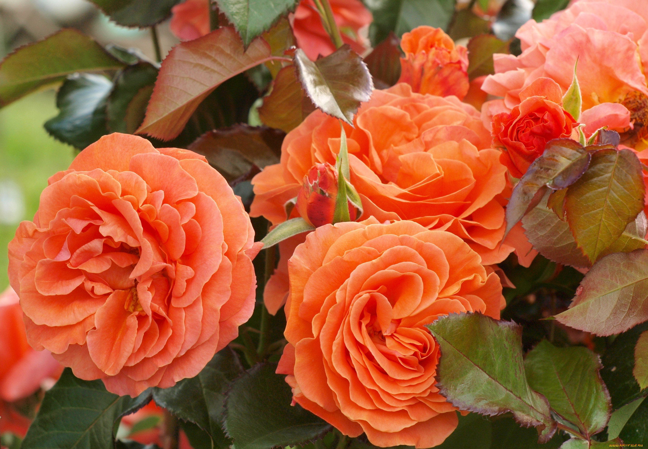 Оранжевые розы в саду