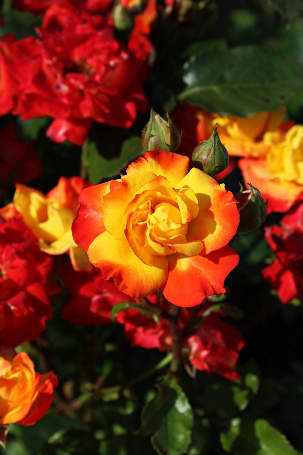 Роза плетистая двухцветная фото и описание