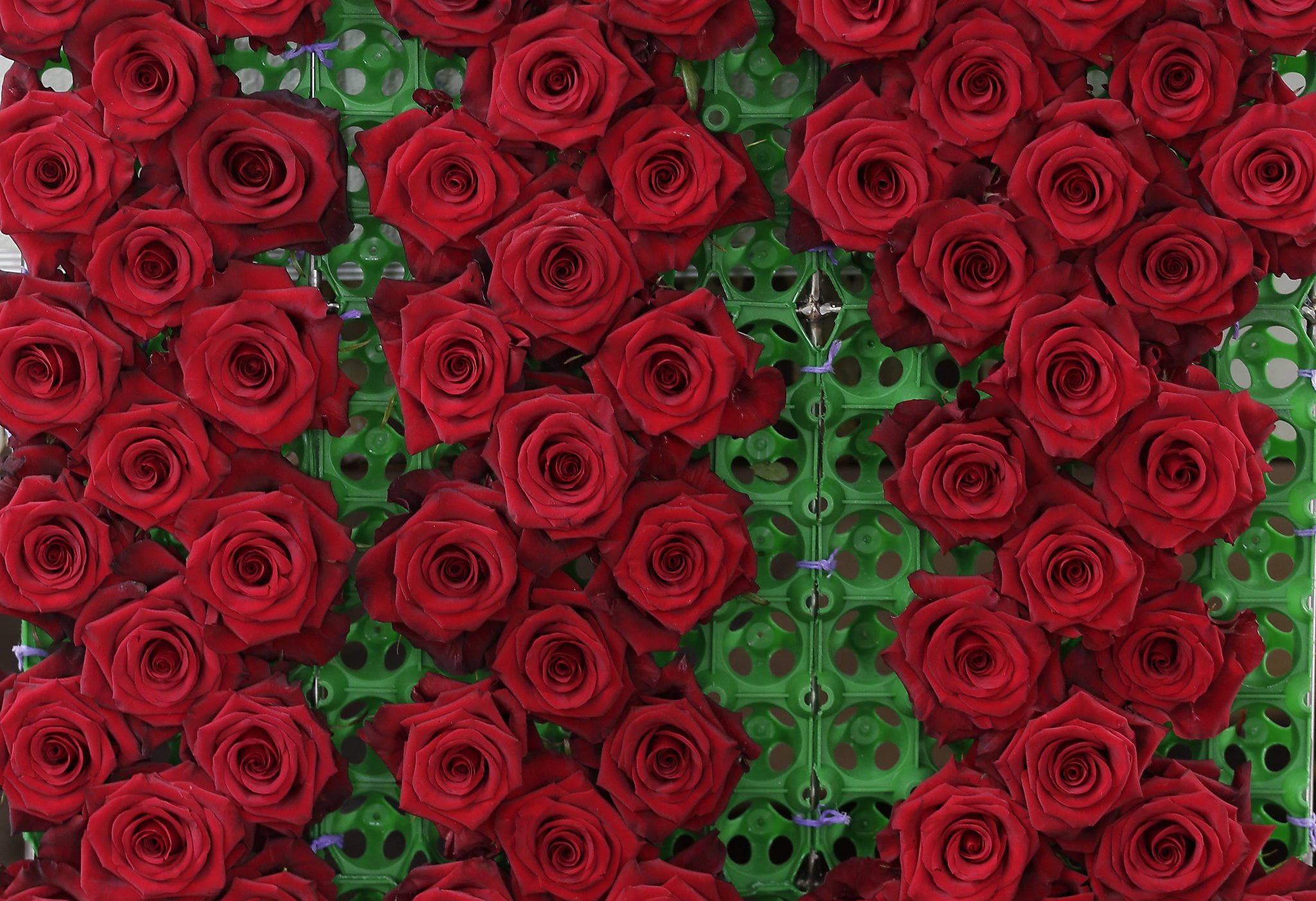 Картинка розы грандиоза