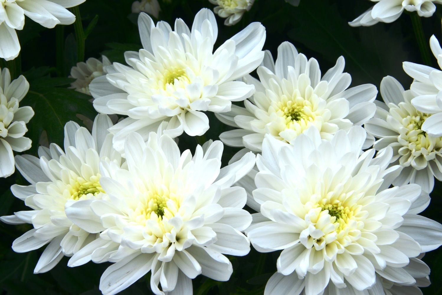 Хризантемы Белые Крупные