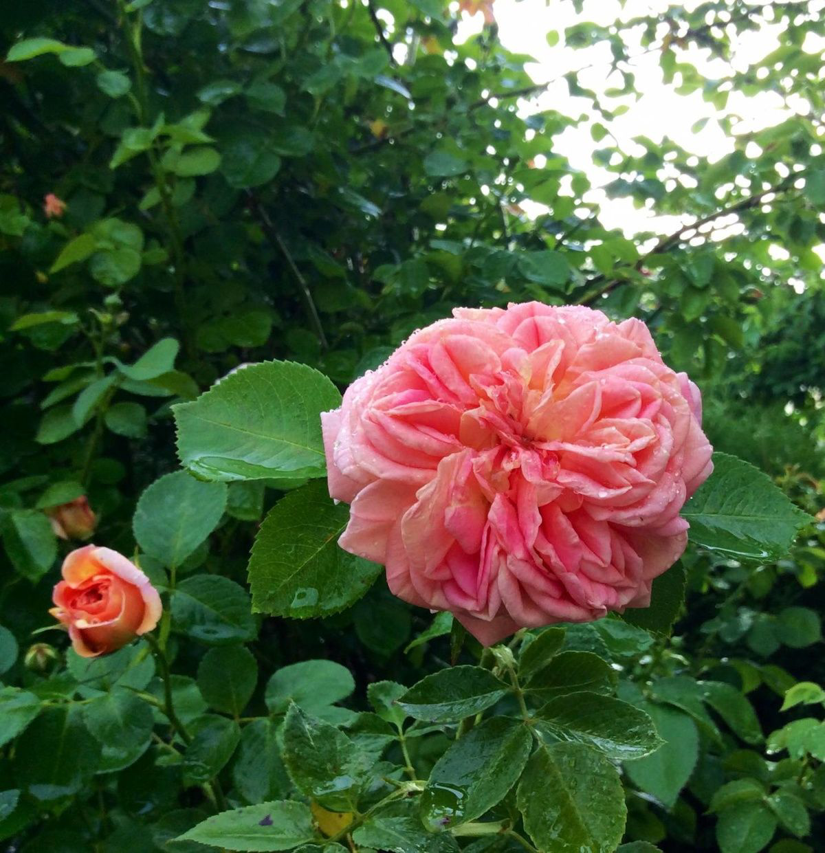 Роза шраб Kaorikazari