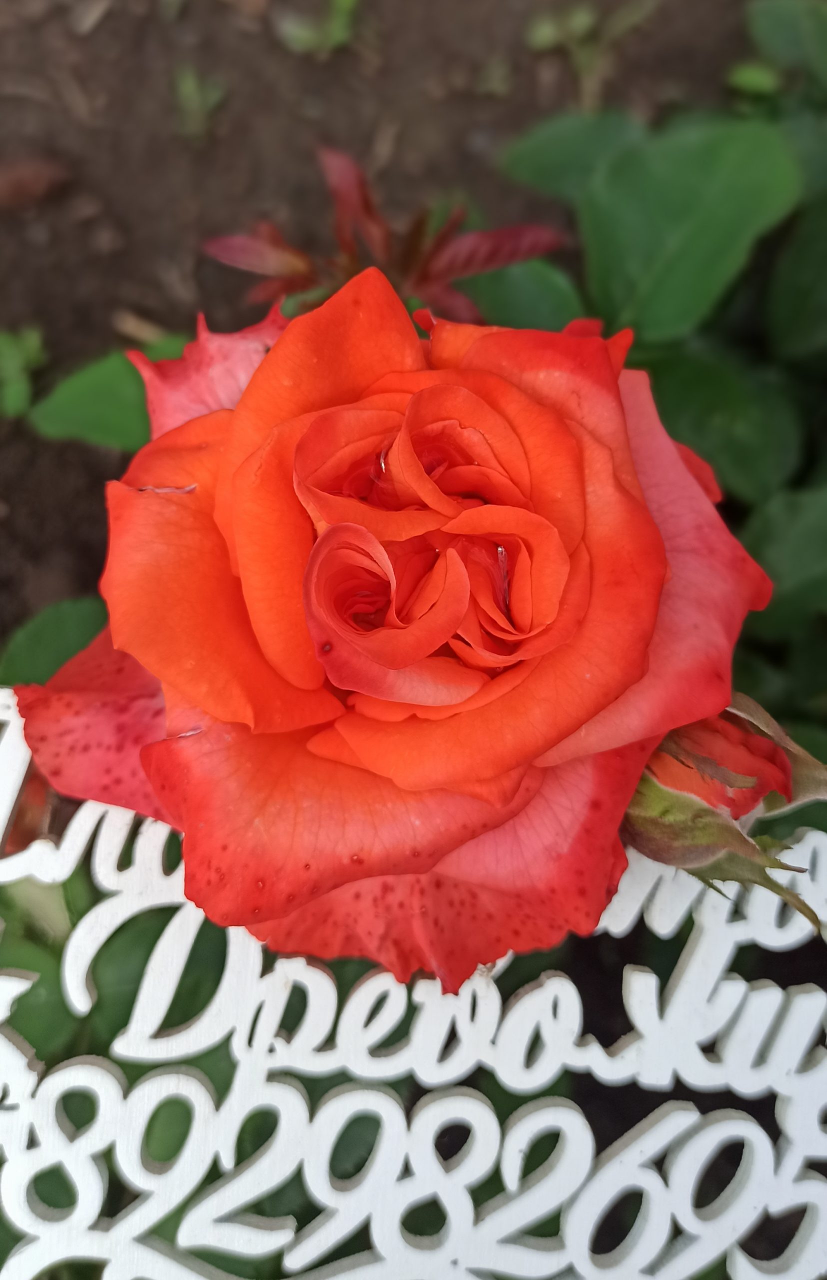 Роза наранга фото и описание