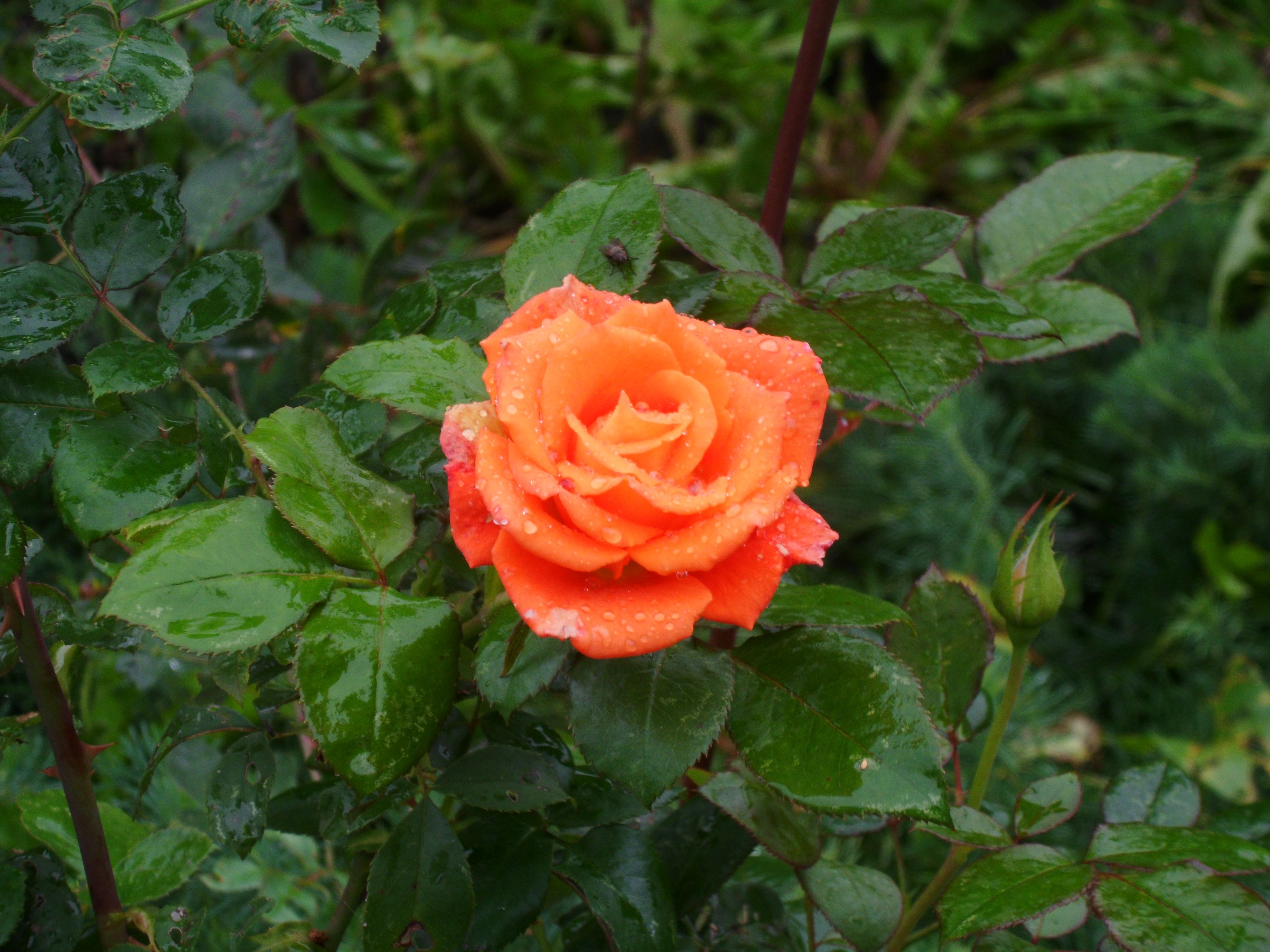 Роза Naranga