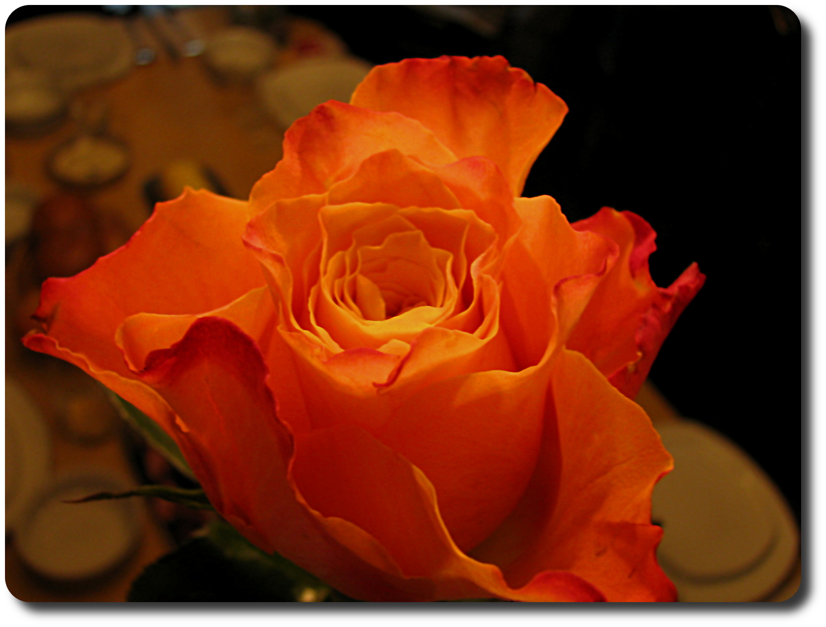 Роза чайно-гибридная (Rosa Naranga
