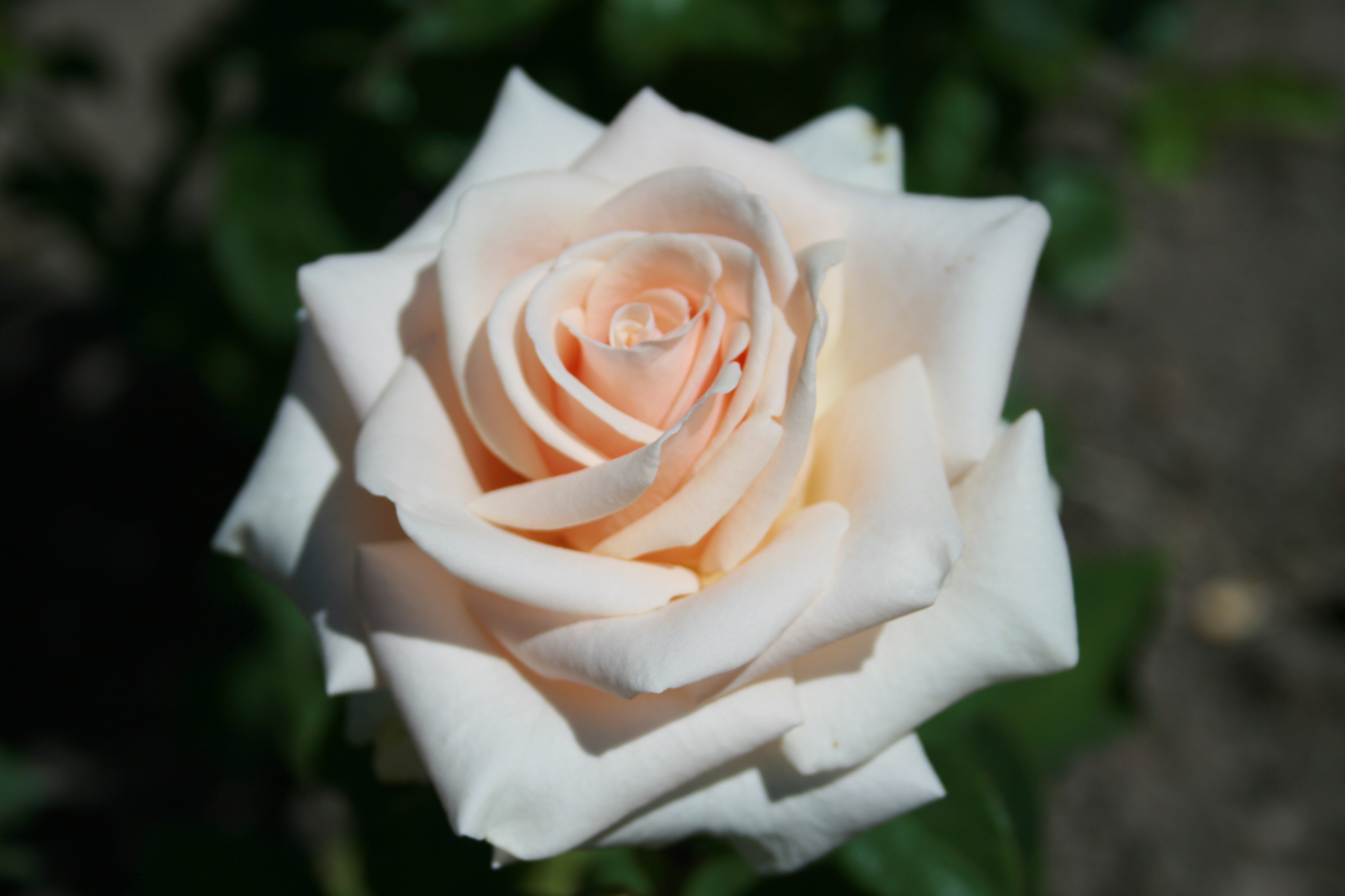 Роза la-Perla