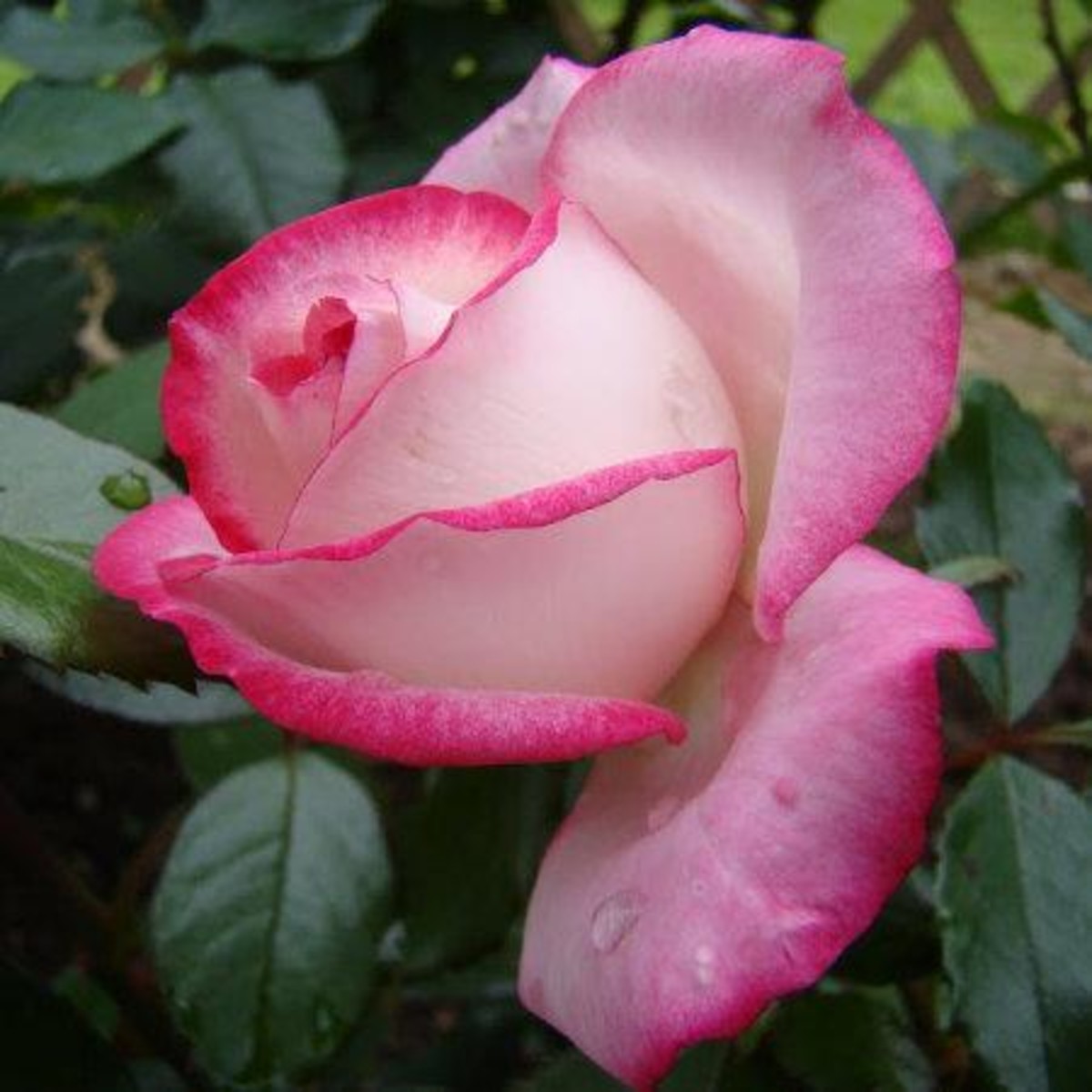 Роза флорибунда ламинуэтте описание