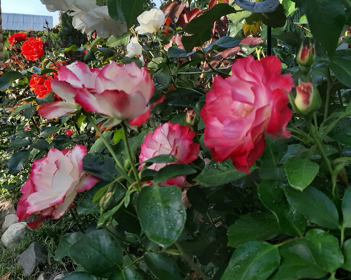 Роза флорибунда юбилей принца Монако