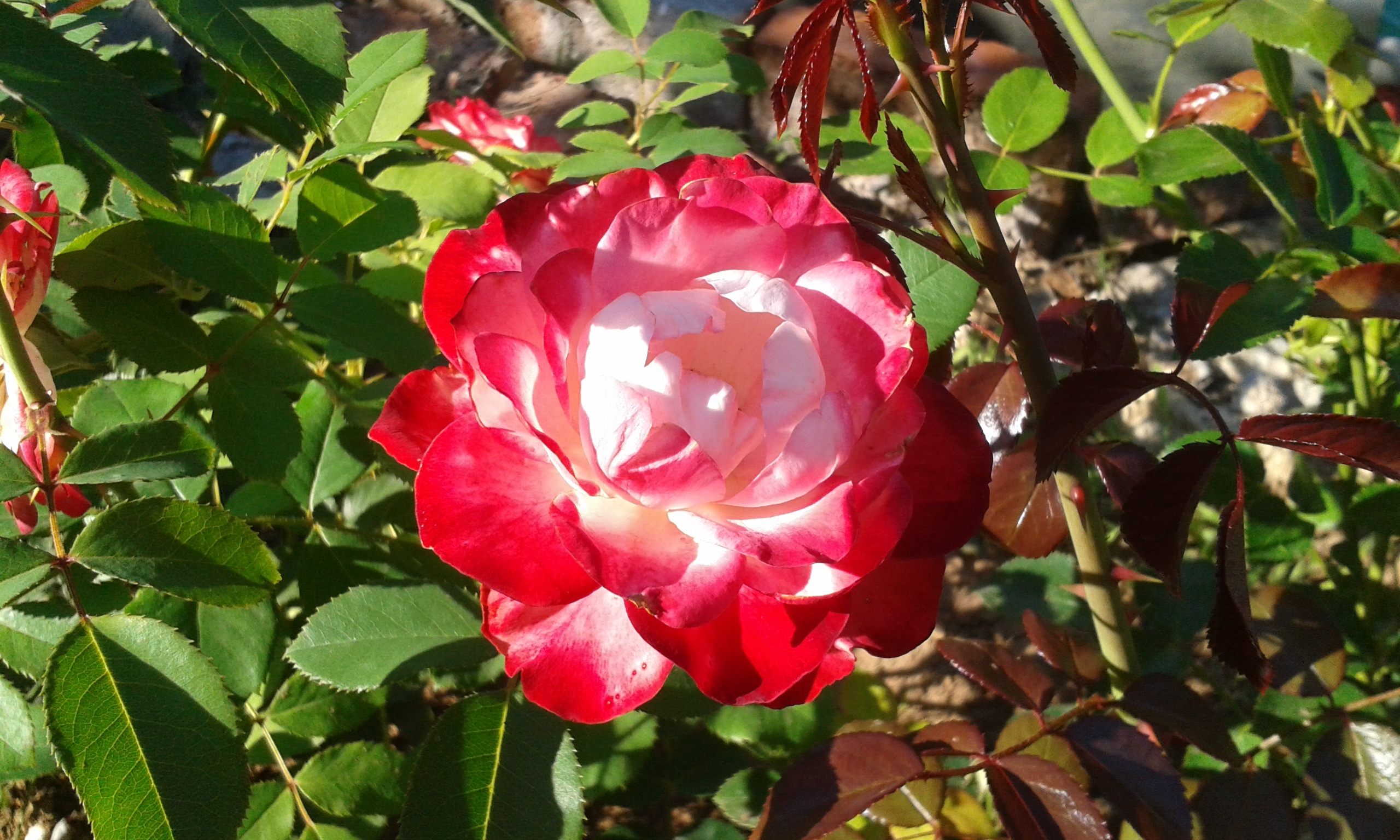 Принц Монако роза в садах Питера