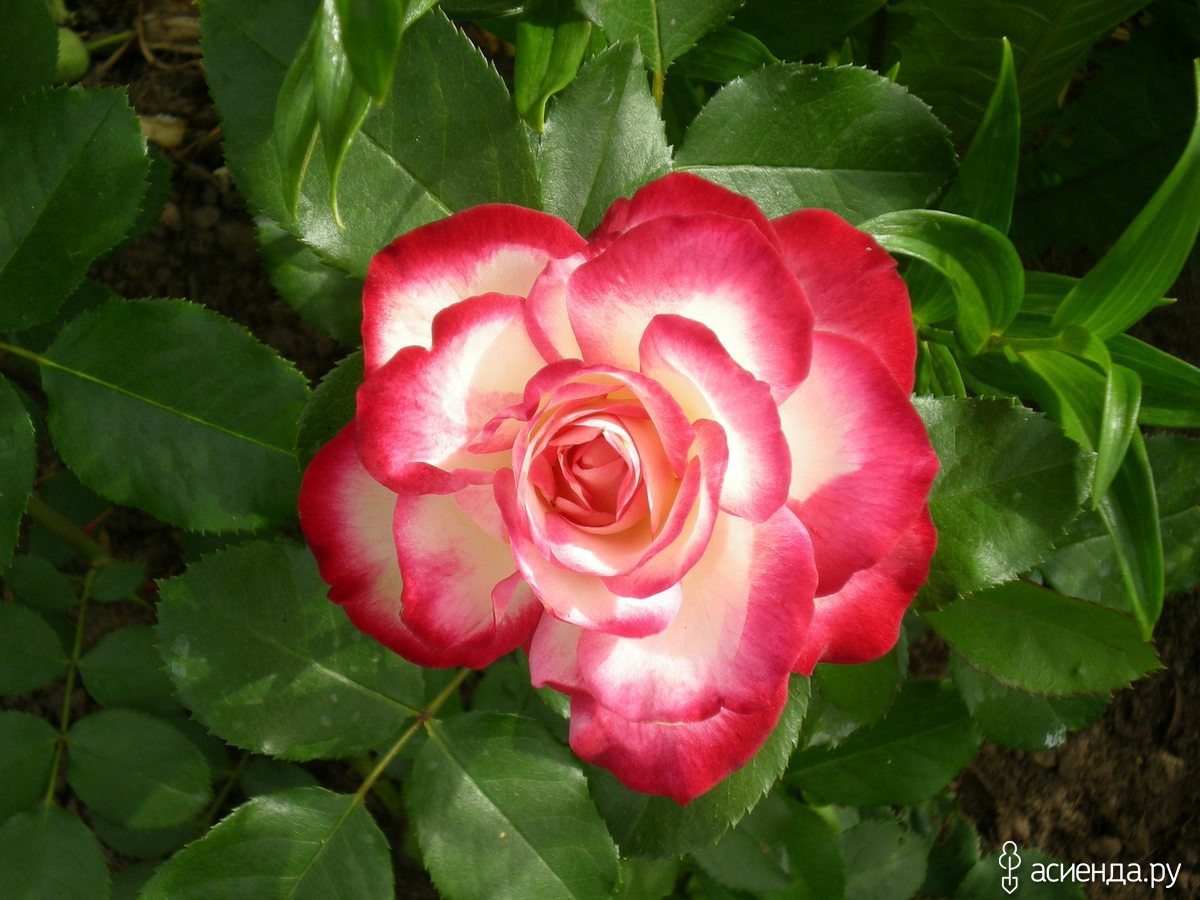 Роза юбилей принца Монако энциклопедия роз