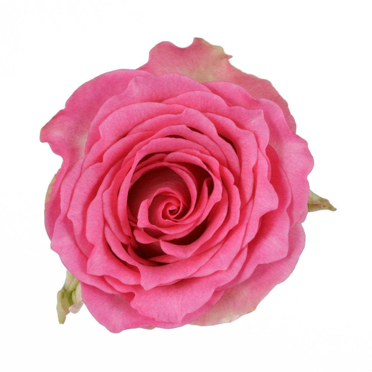 Лучиано роза Эквадор