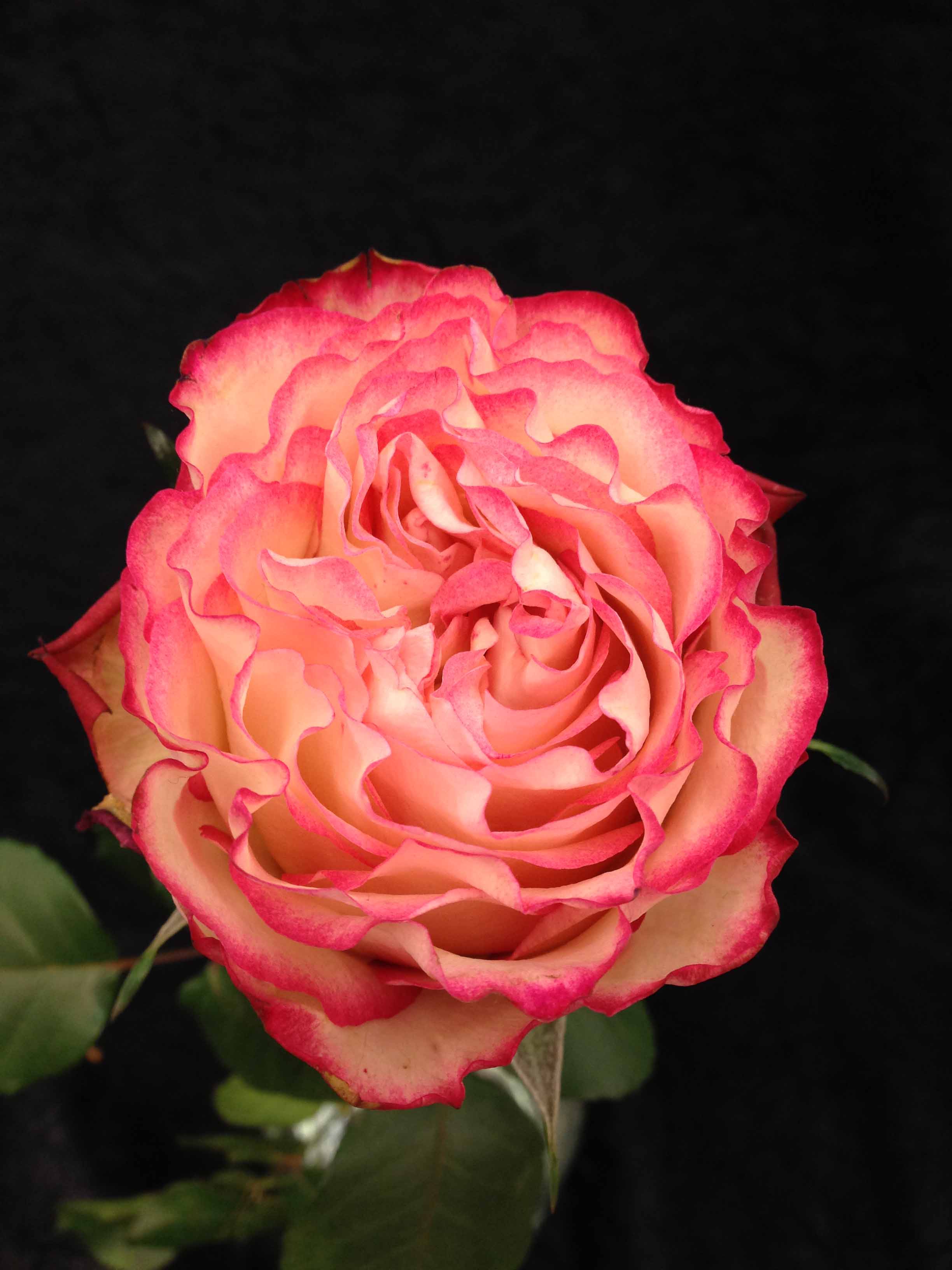 Роза карвиноре