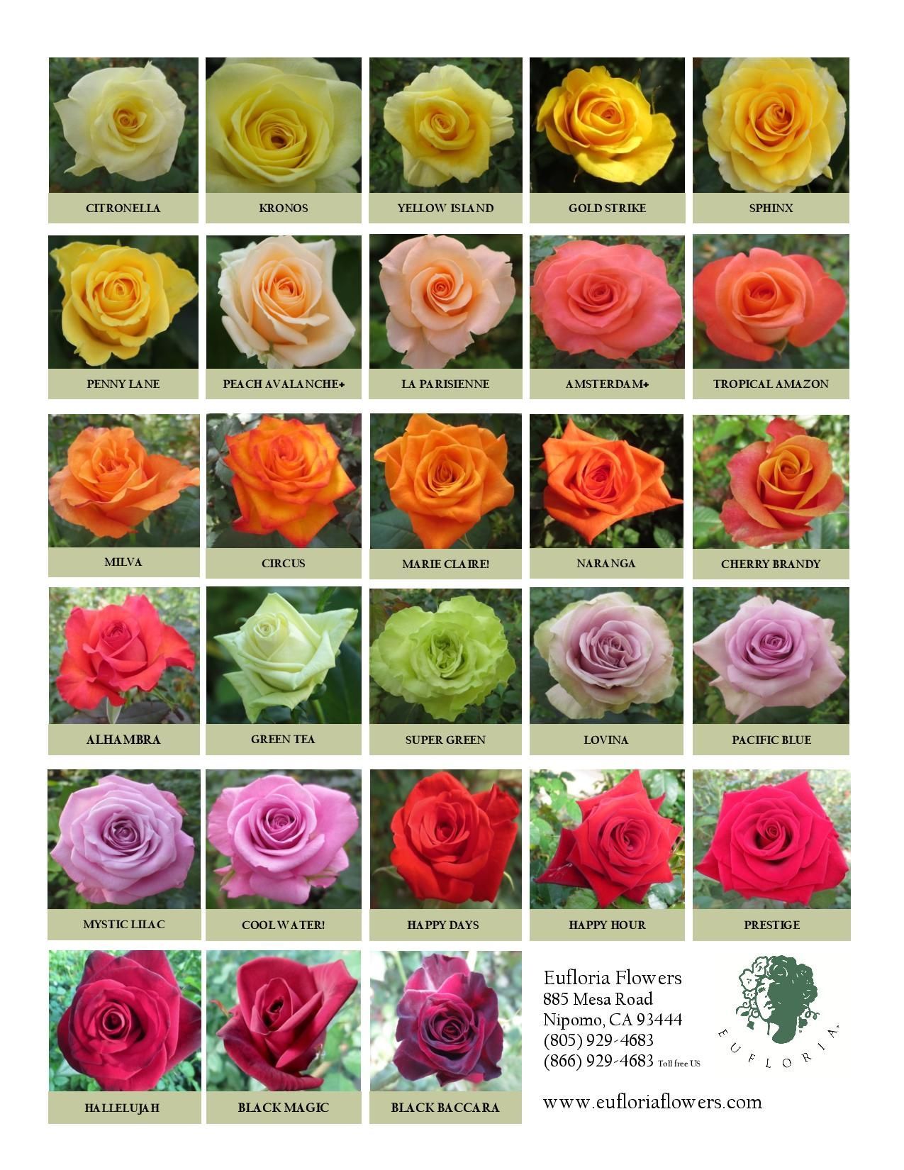 эквадор роза сорта