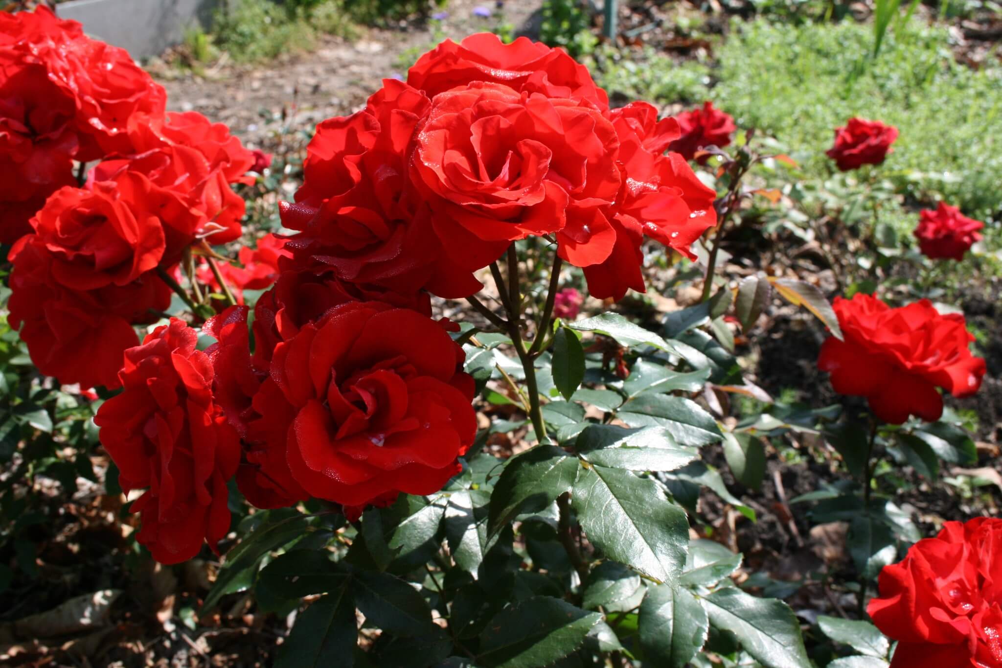 Роза флорибунда ред эмпайр фото и описание