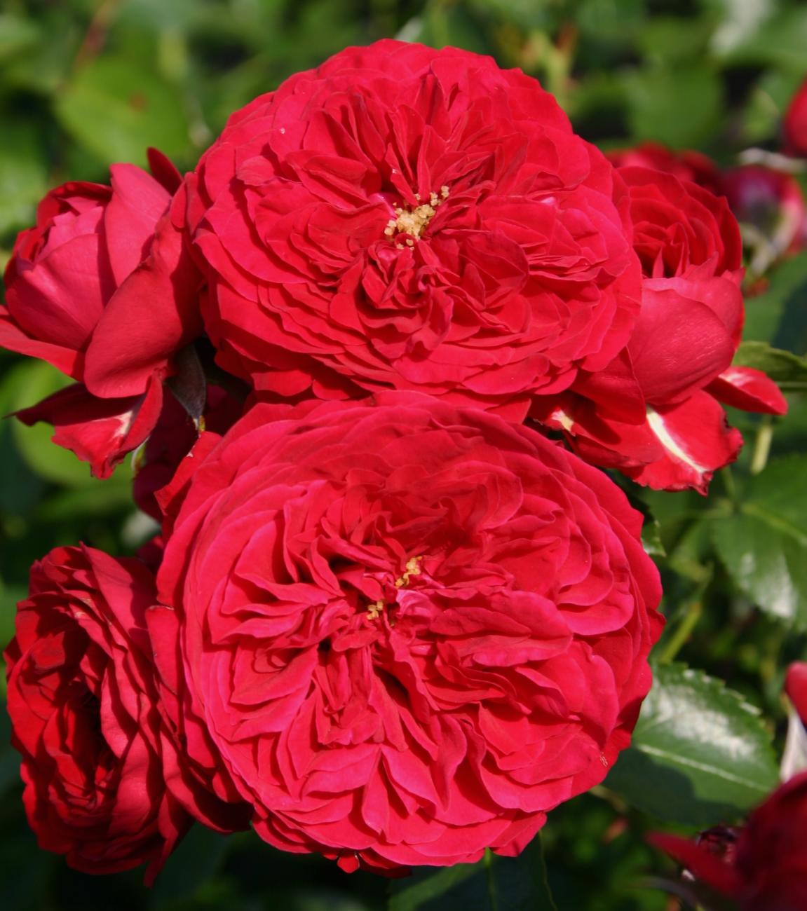 роза красная москва описание
