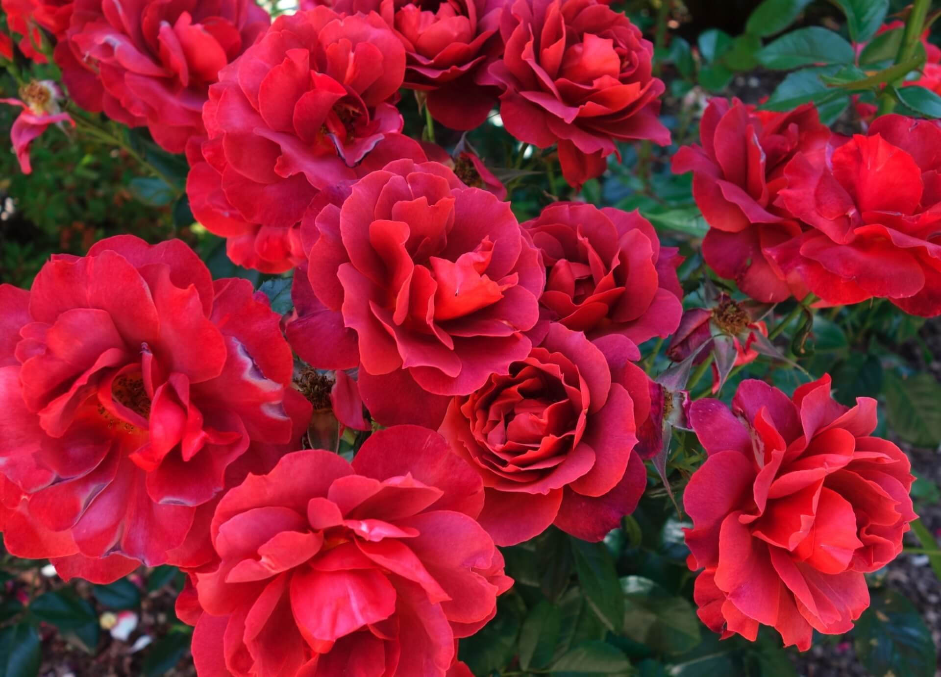 Розы красные флорибунда сорта (68 фото) .