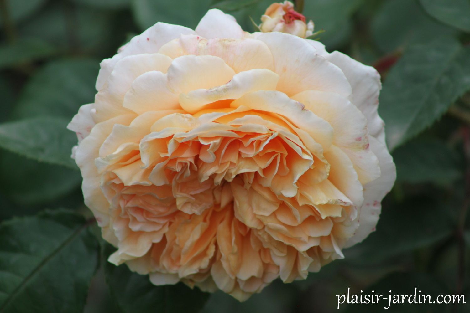 Роза флорибунда маргарет меррил фото и описание