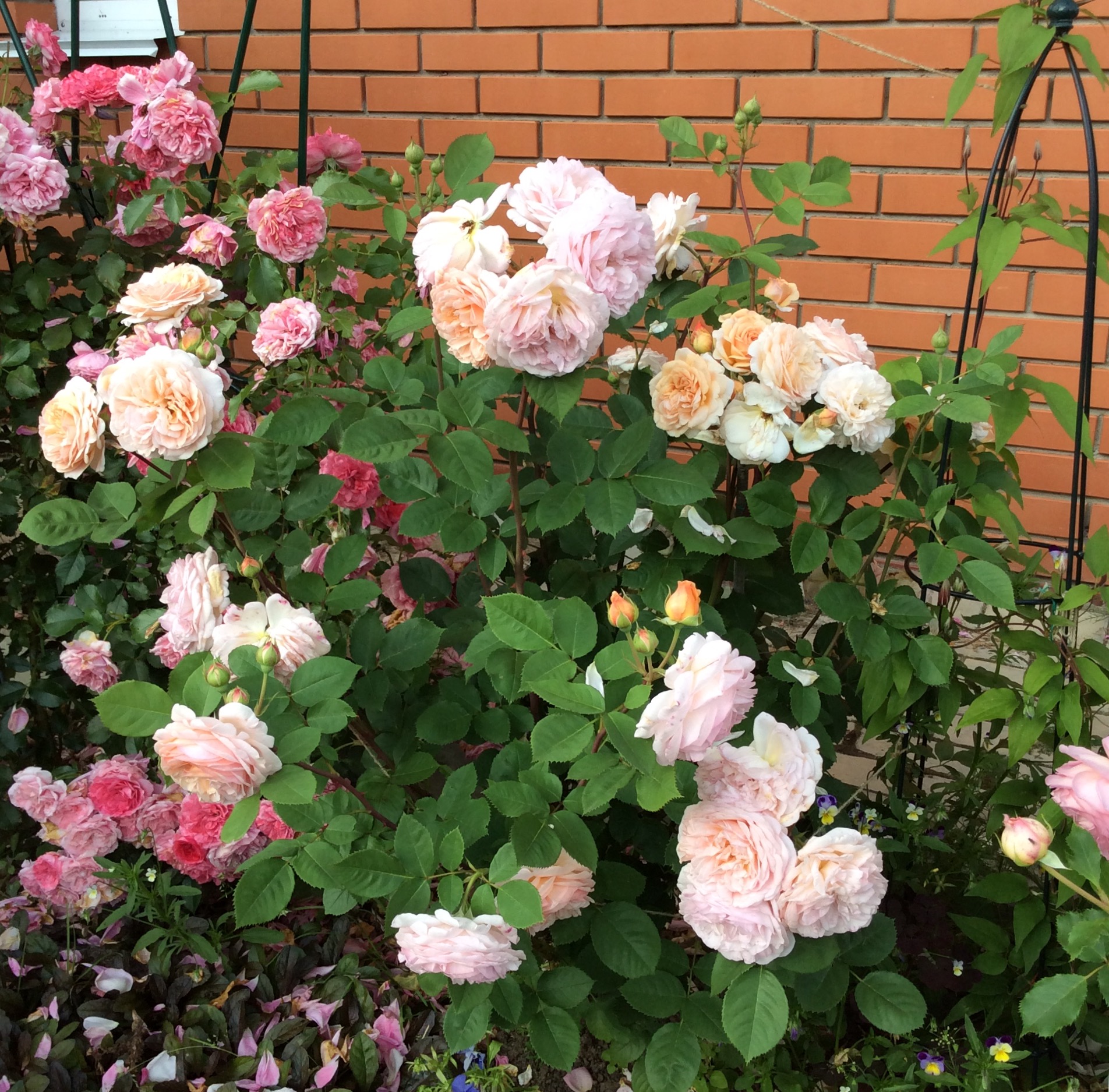 Роза принцесса Маргарет в саду