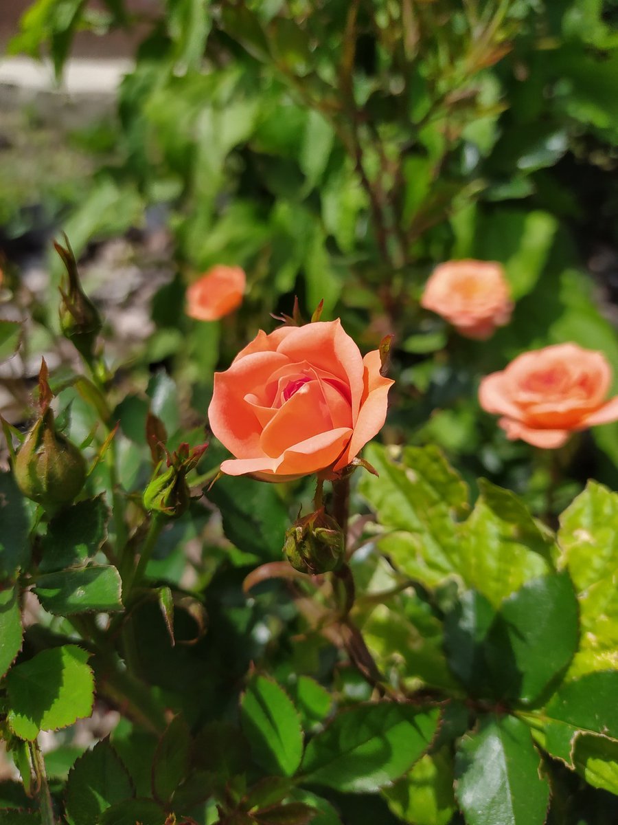 Бордюрная роза Нинетта Ninetta