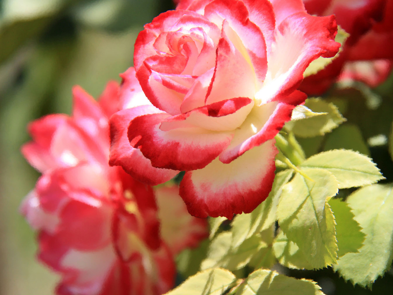 Сорта роз. Купить Белорусские розы.