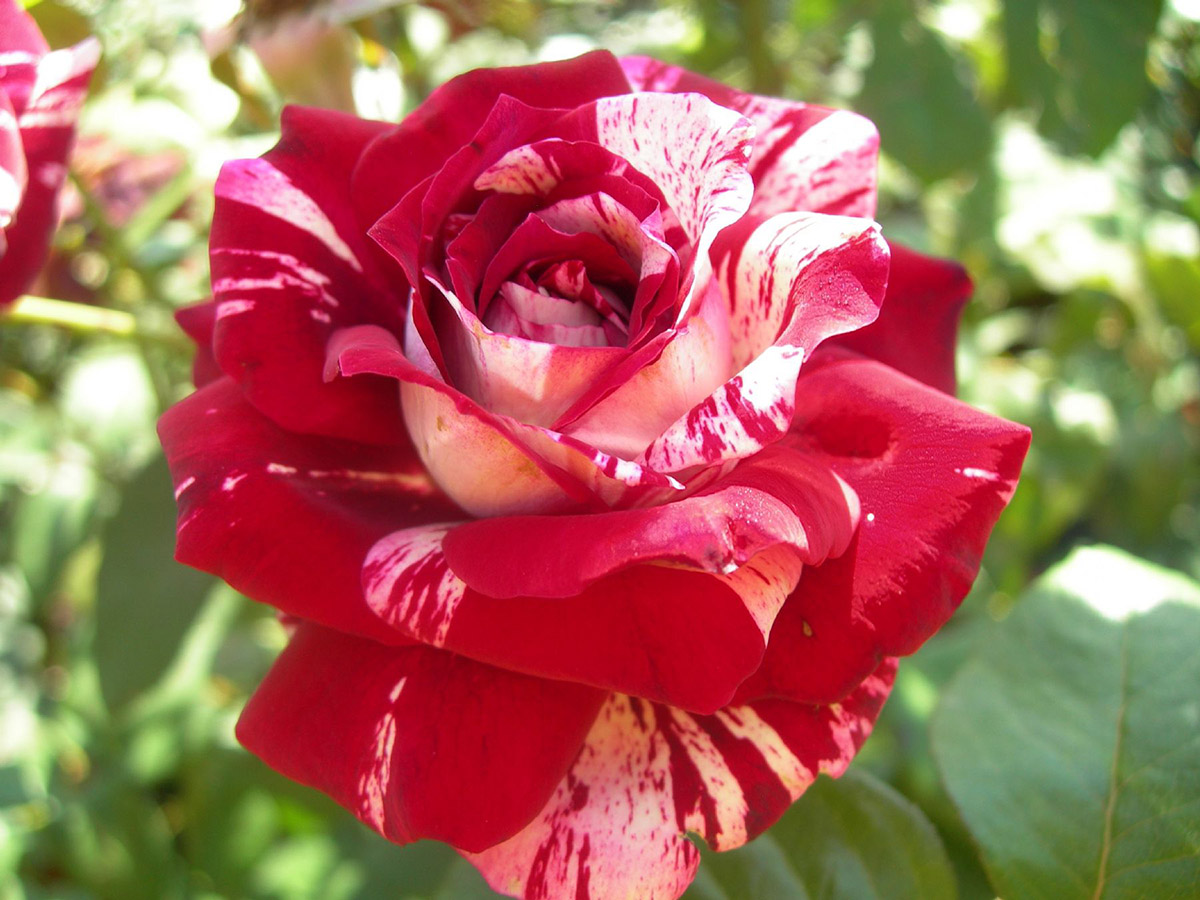 Сорт розы Хулио Иглесиас