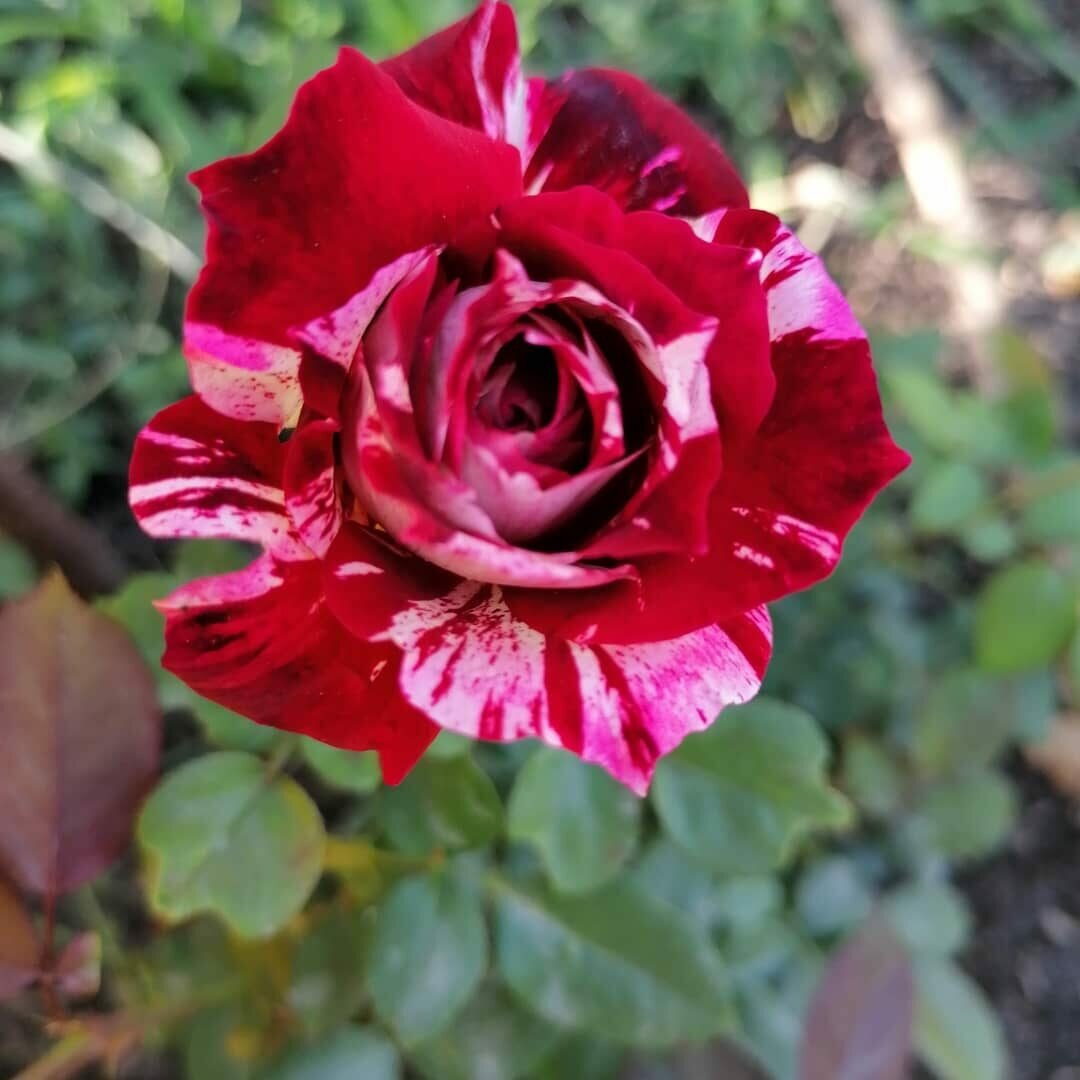 Сорт розы Хулио Иглесиас