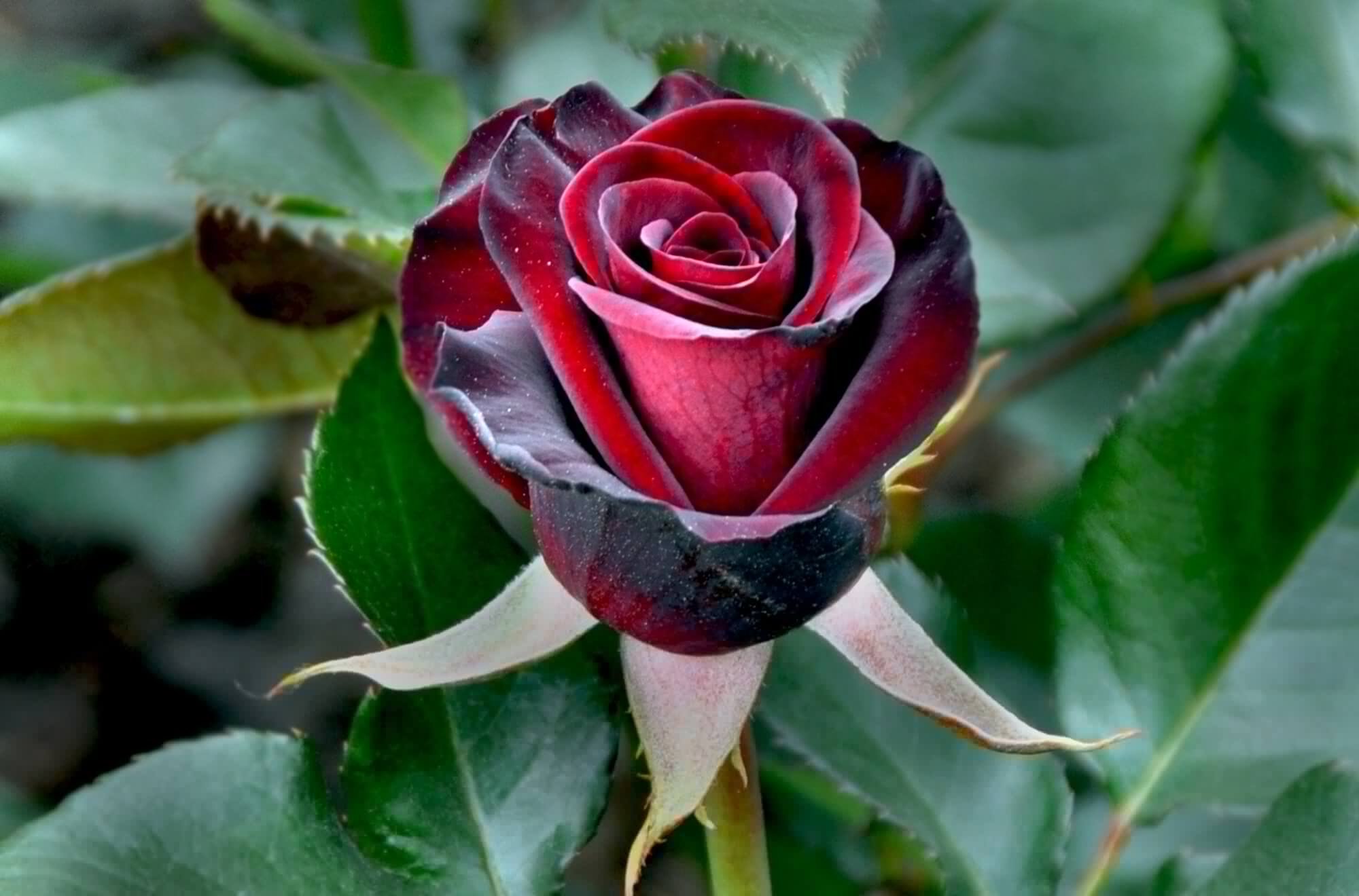 черные розы сорта с фото и названиями