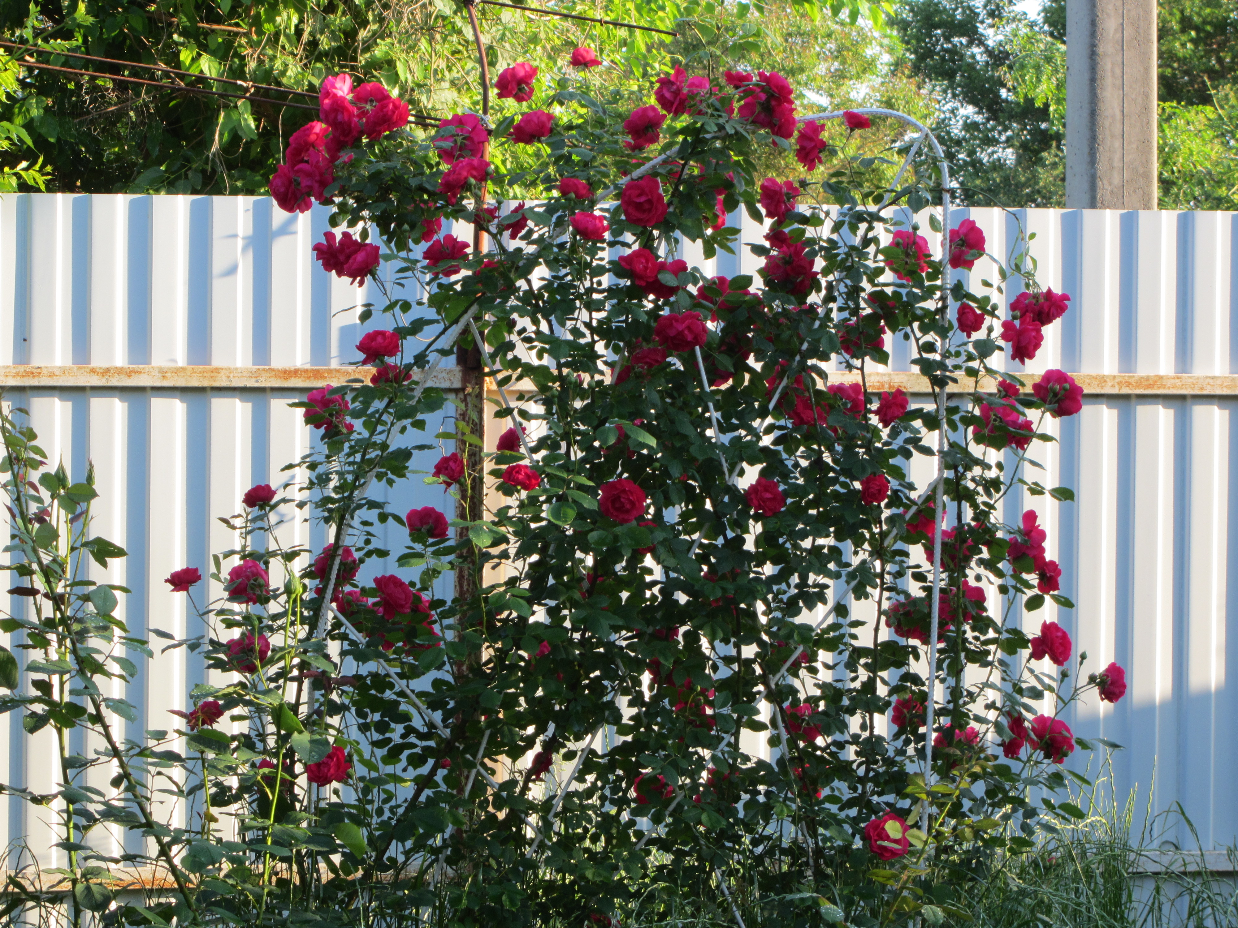 Плетистая роза Шогун фото и описание