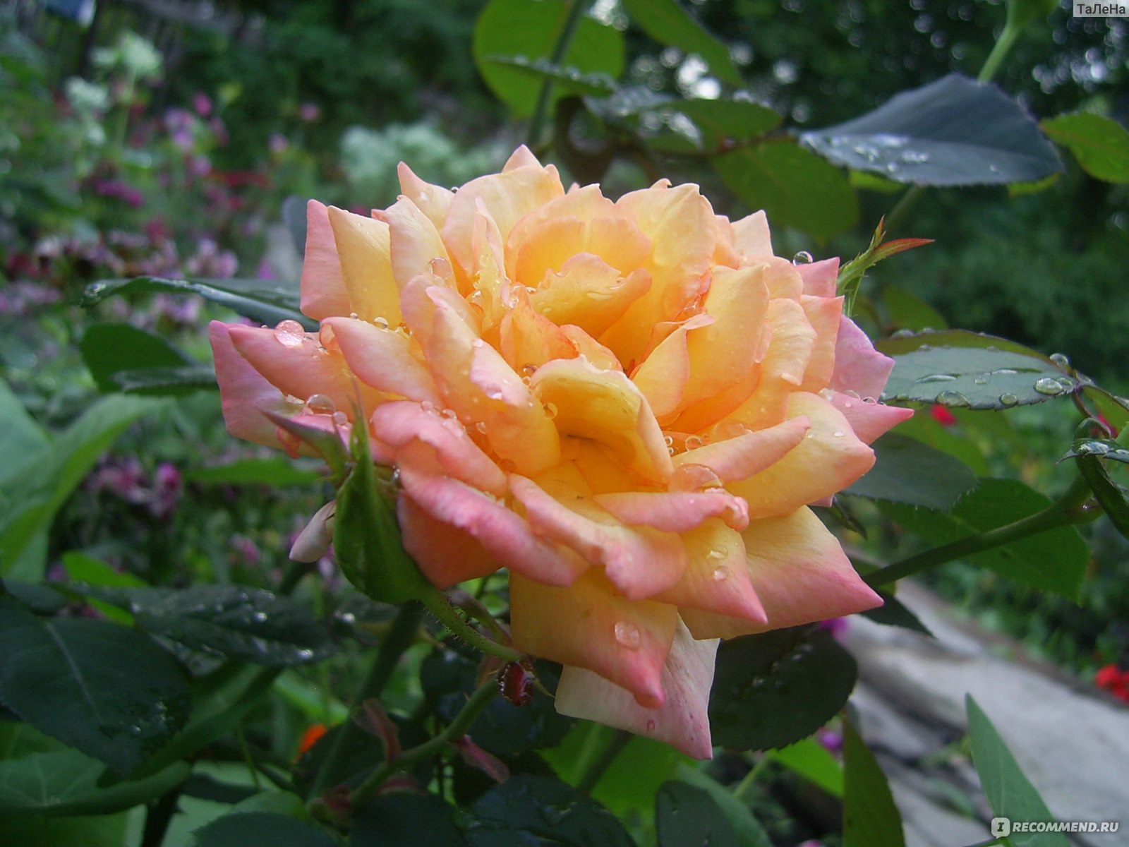 Роза Феодосийская красавица