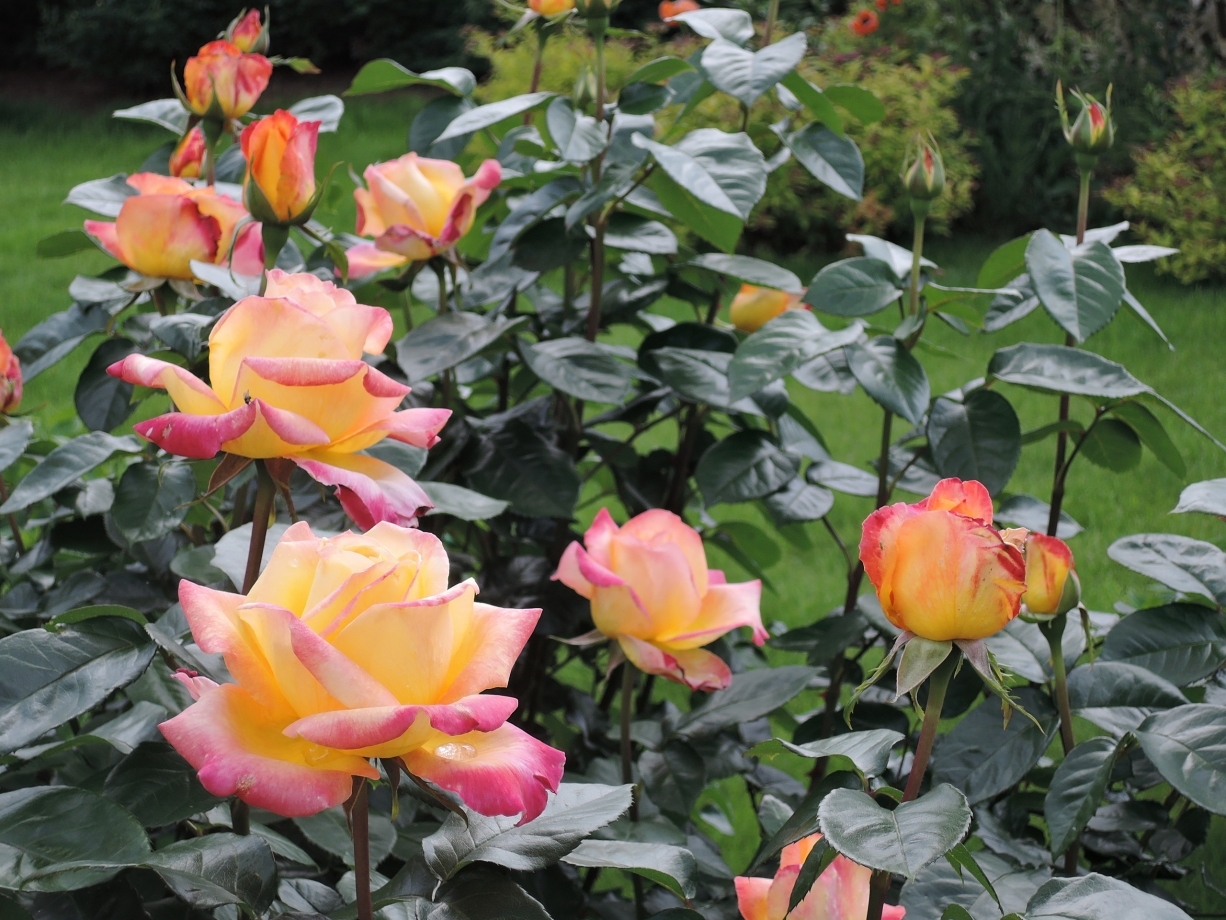 Роза чайно гибридная пульман ориент экспресс фото и описание