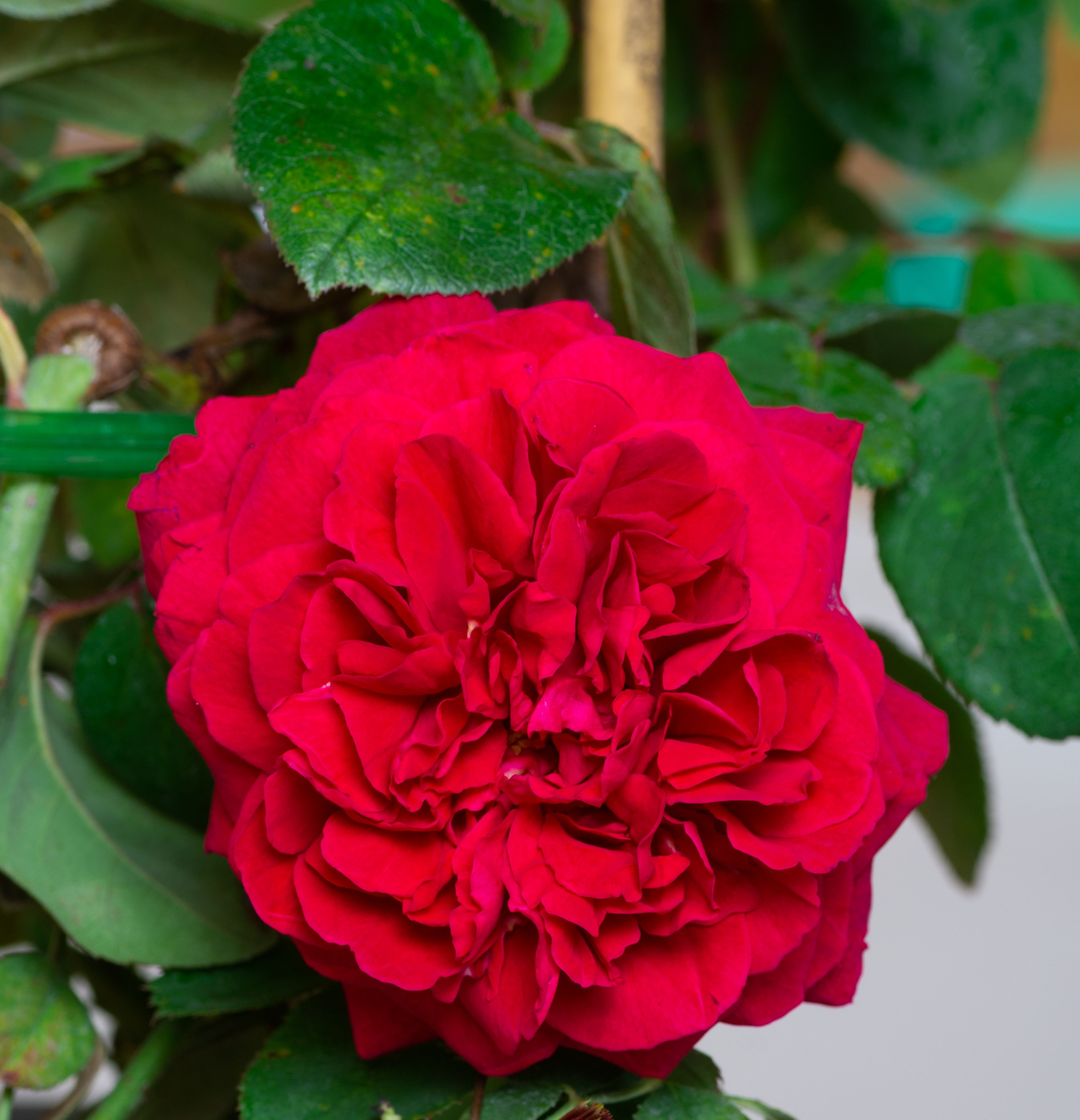 Английская роза тесс фото