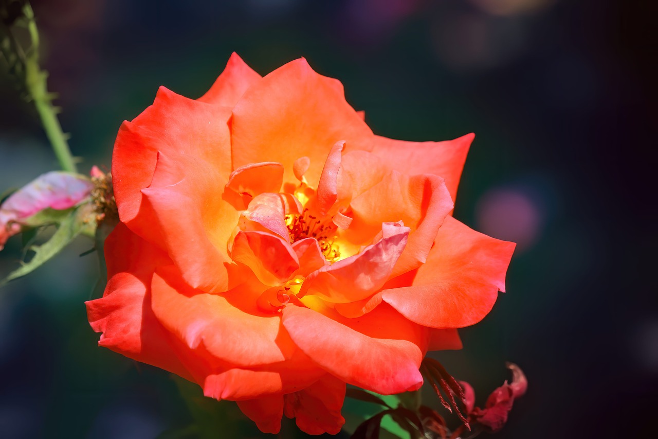 Оранжевая роза с шипами