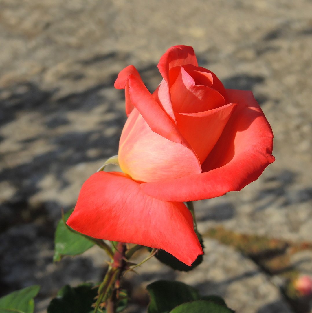 Жёлто-розовые розы с острыми лепестками фото