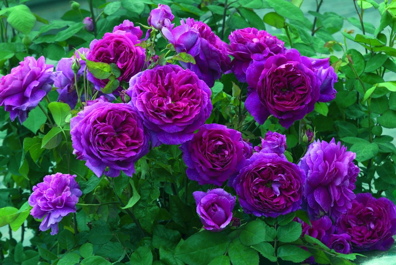 сиреневые розы сорта фото с названиями
