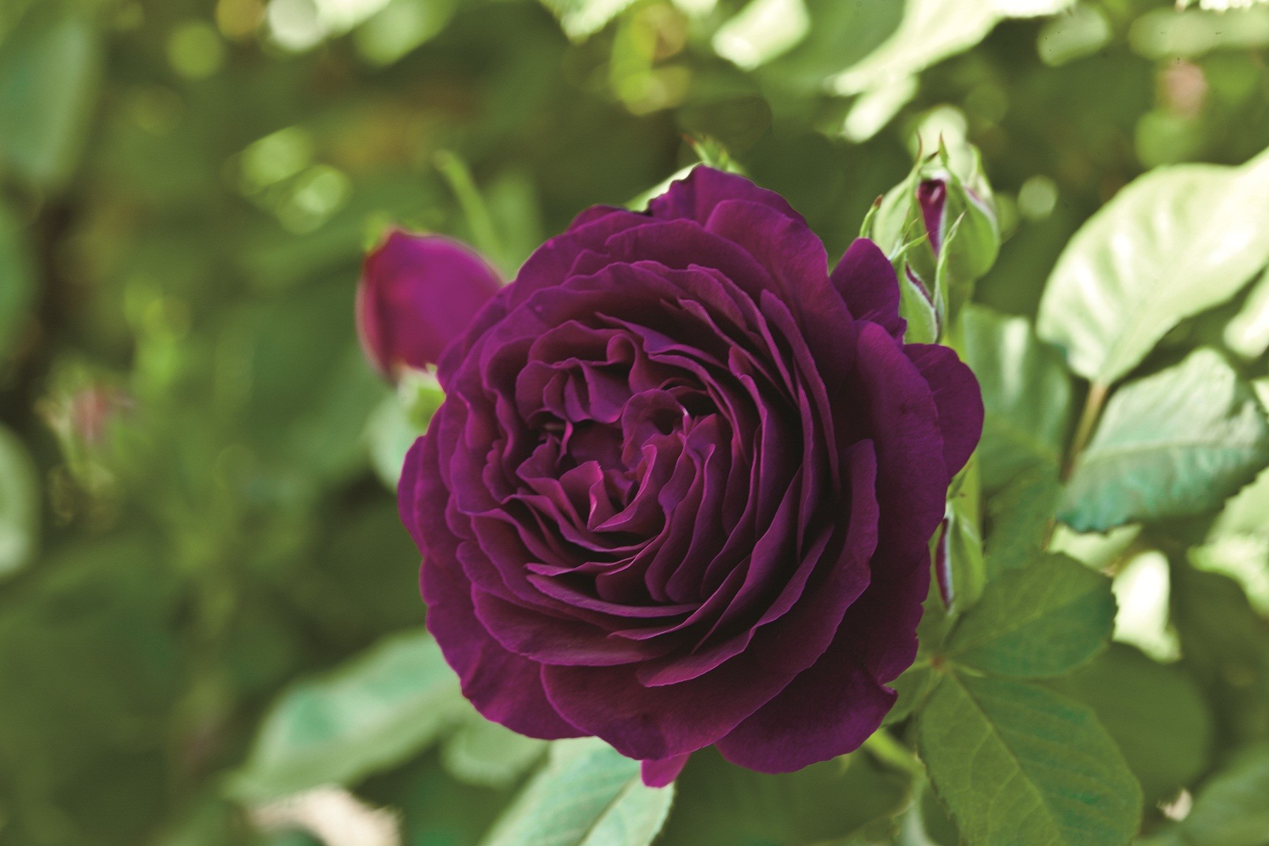 Розы сиреневого цвета название и фото