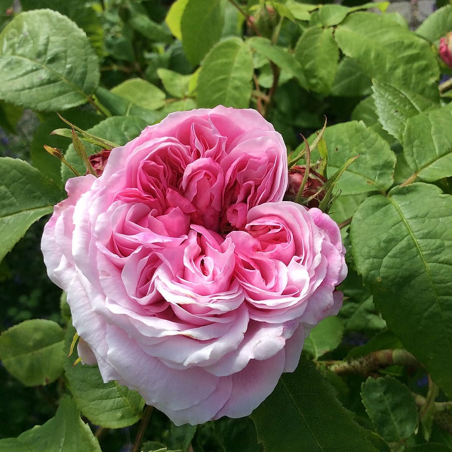 Эдам роза розовая