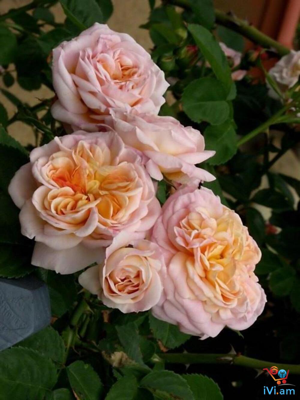 Gloire de Dijon роза