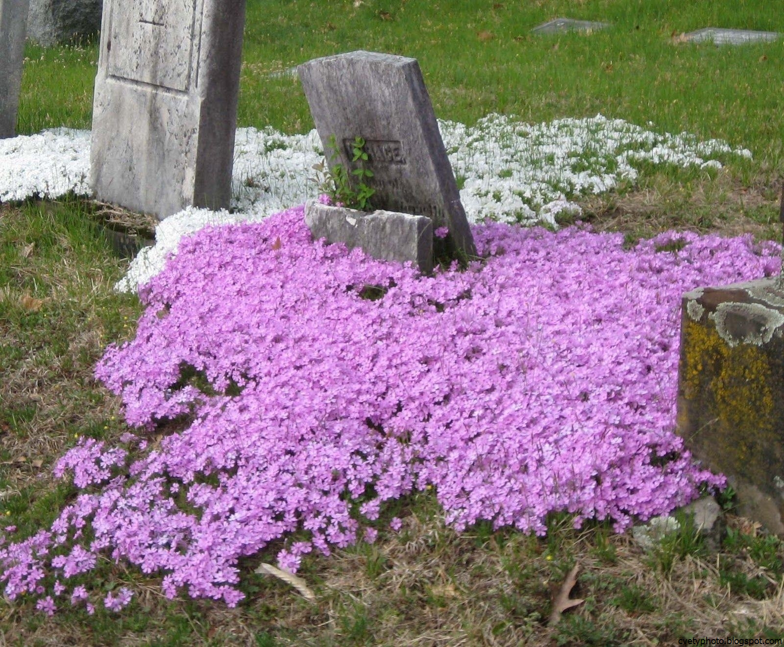 Многолетние цветы для могилы цветущие все лето низкорослые фото и название