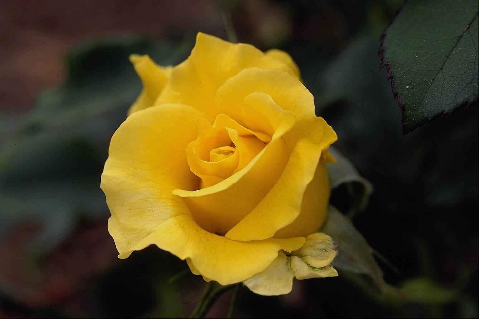 Роза желтый остров фото и описание