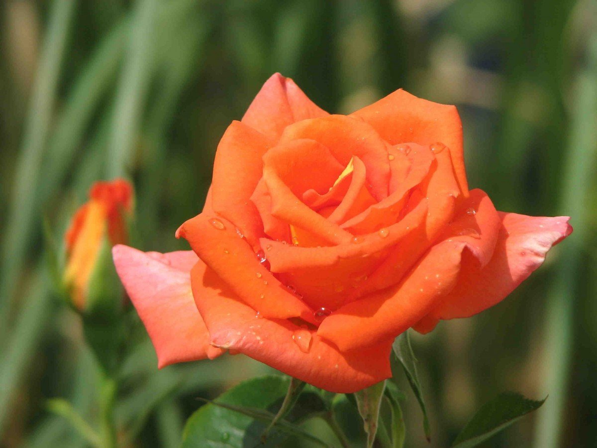Полиантовая роза оранж Триумф