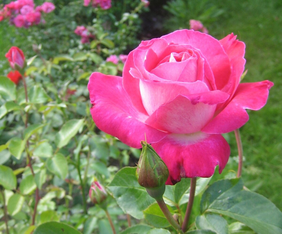 Роза чайно-гибридная роза Гожар
