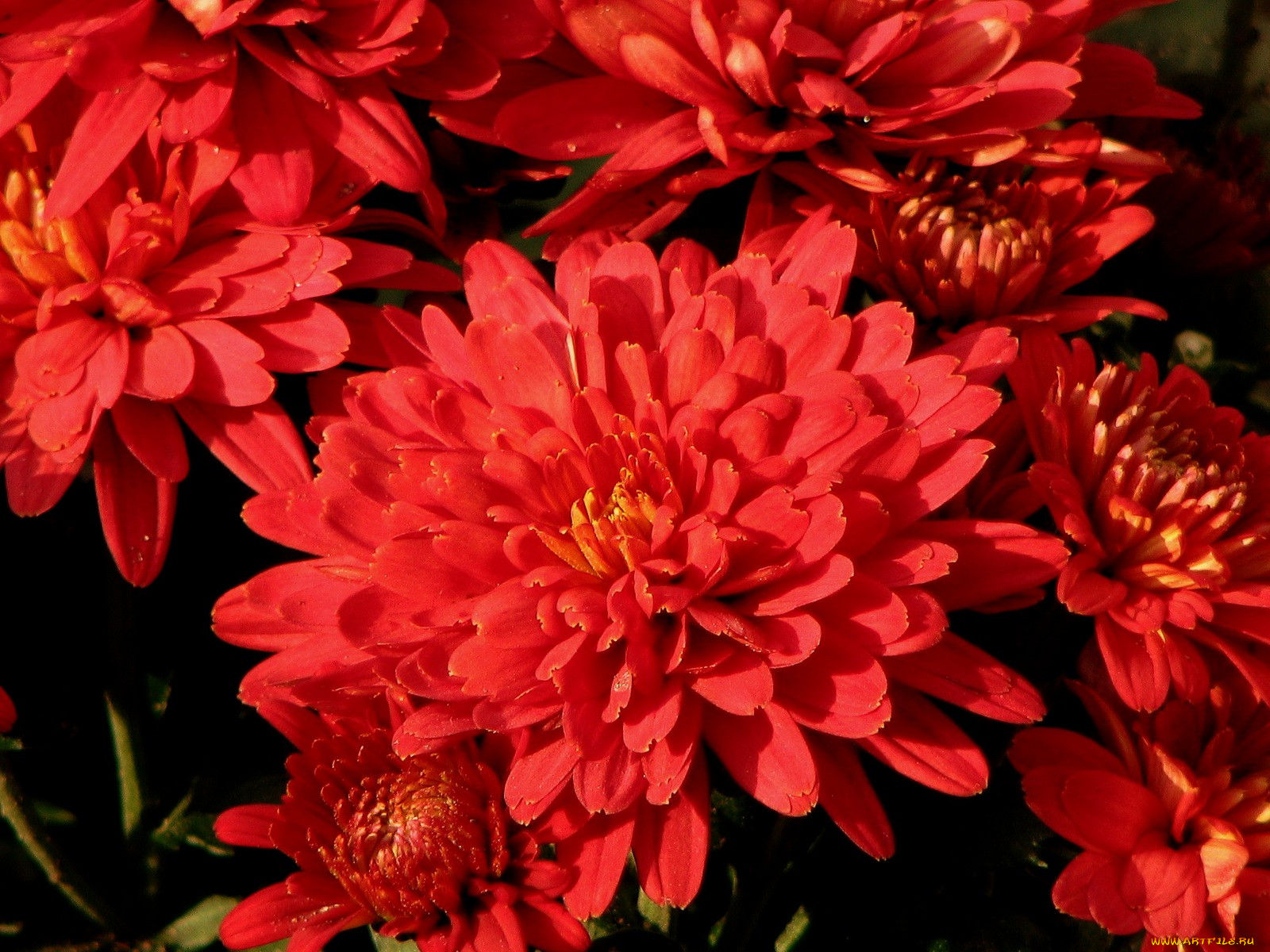 Хризантема корейская красная Ромашка