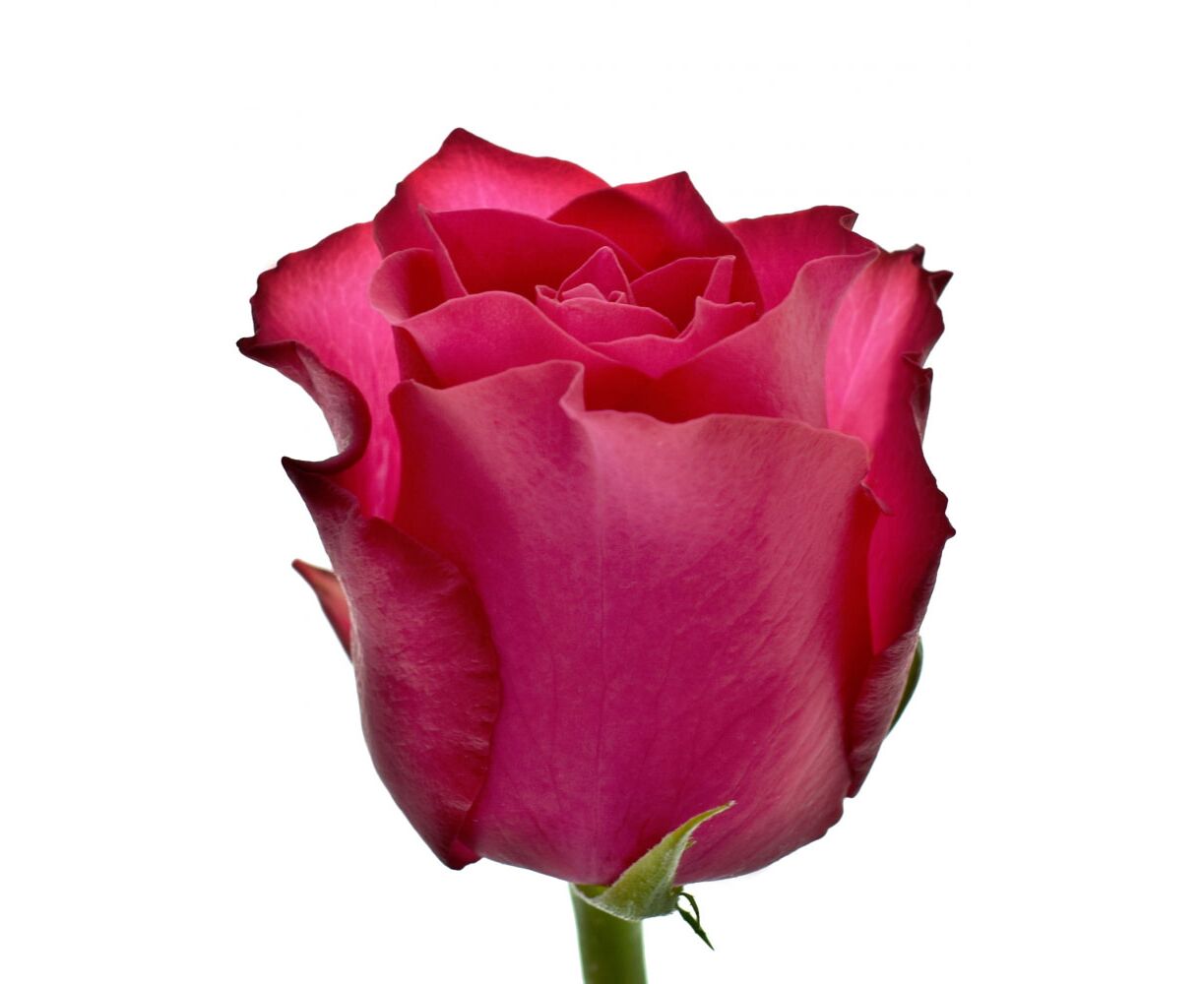Rhodos роза Кения