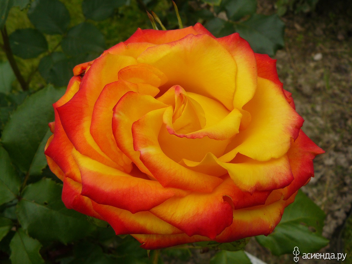 Роза Испания