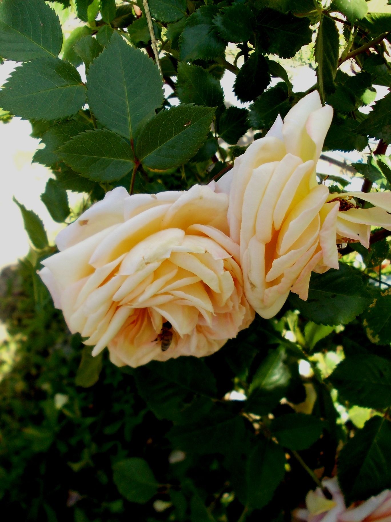 Роза калонетта плетистая