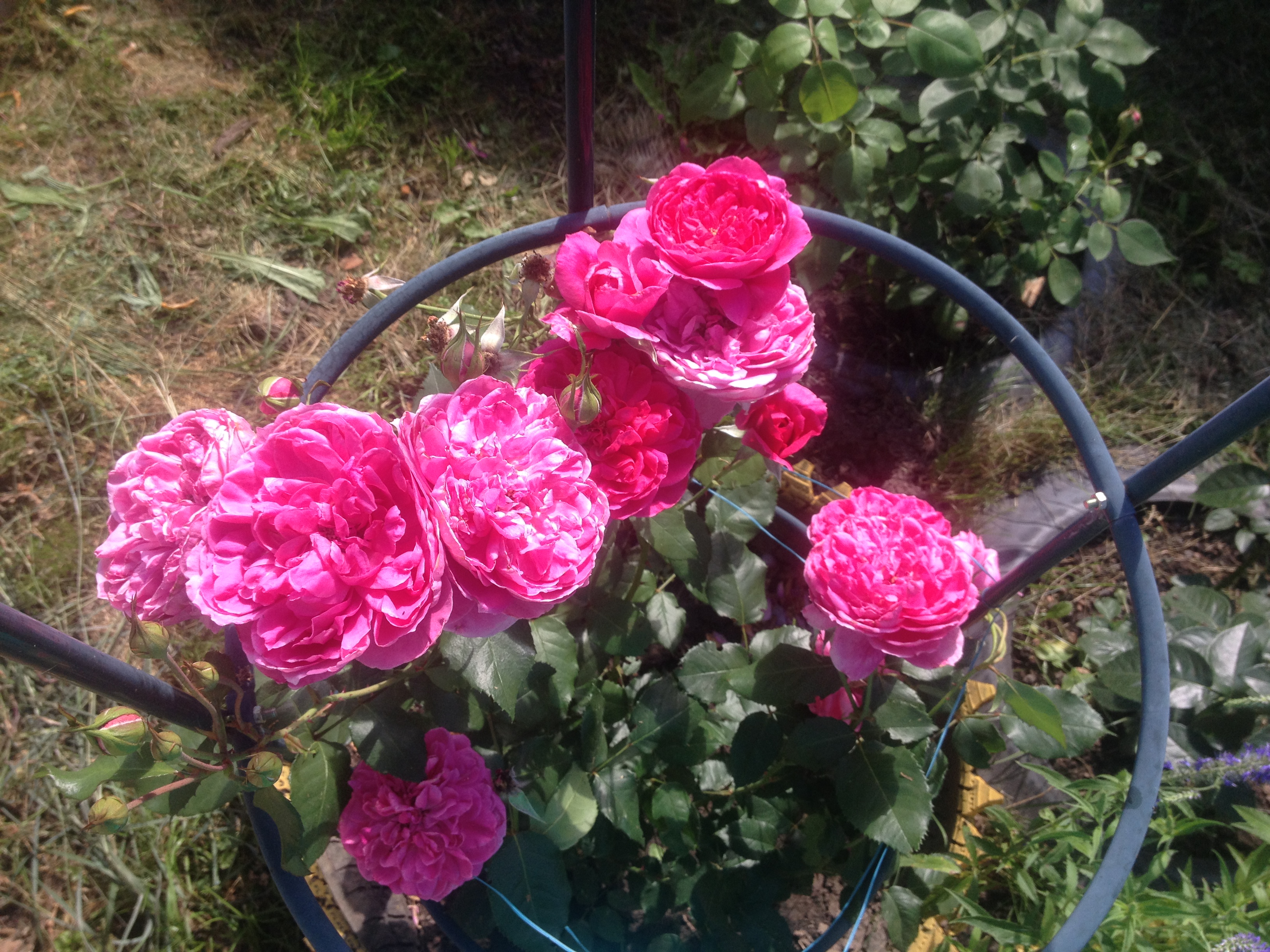 Роза лиловая Розебук