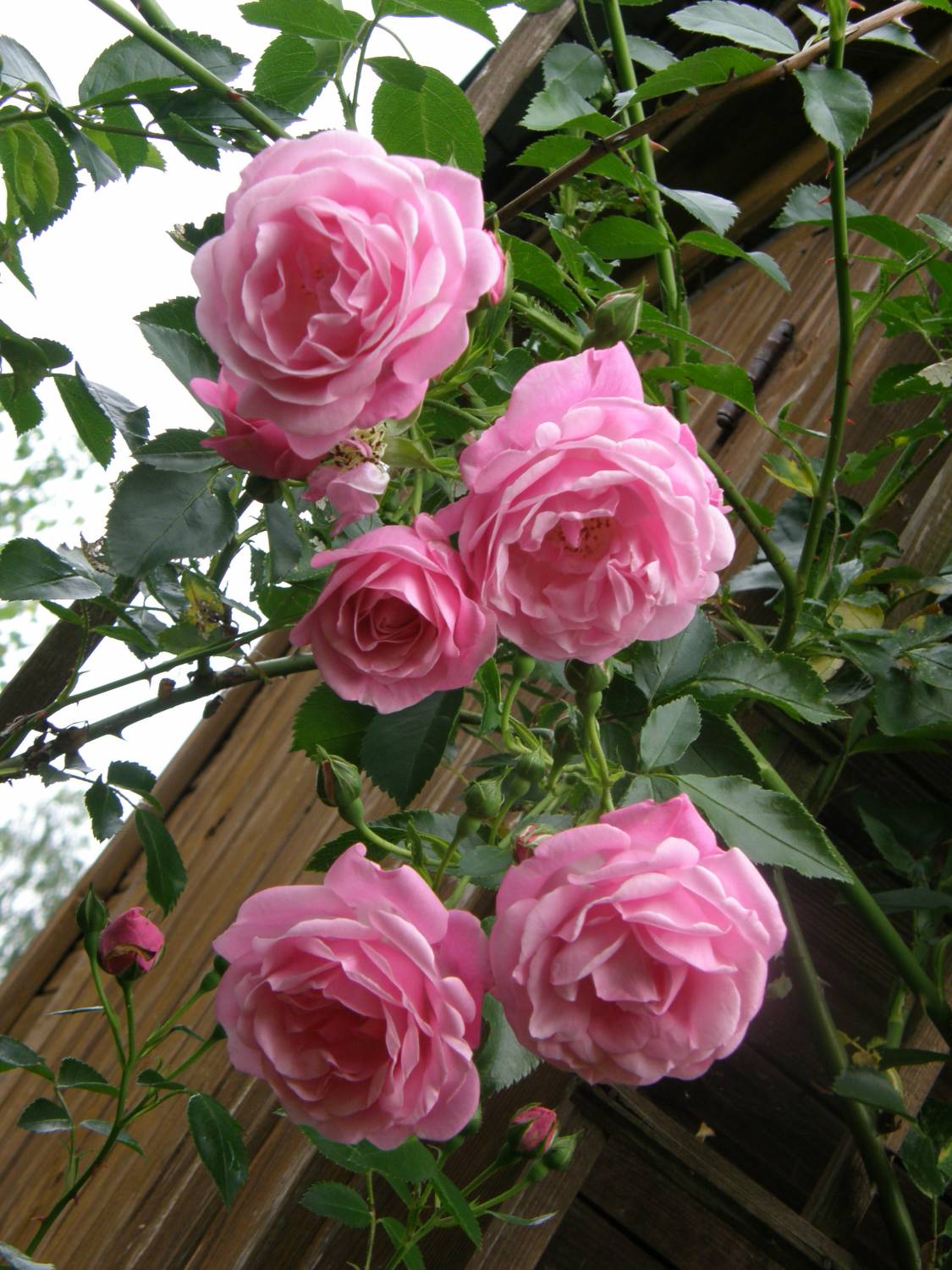 Роза плетистая Лавиния ярко-розовая