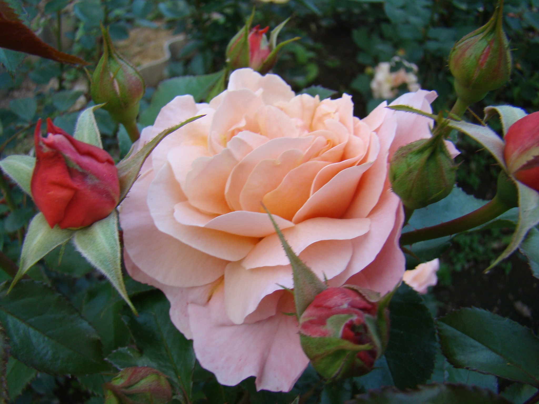Роза флорибунда Marie Curie
